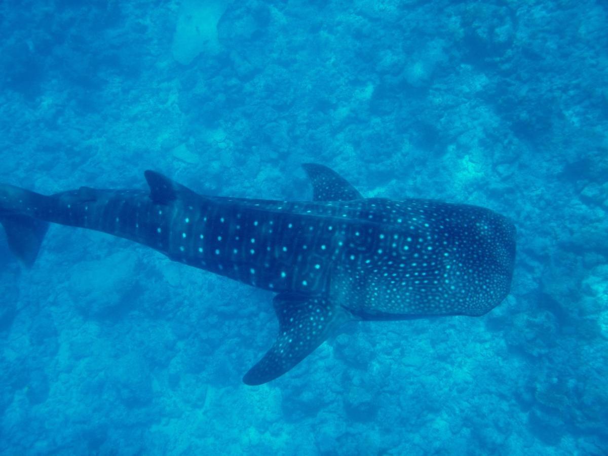 Dhigurah Beach Inn Luaran gambar